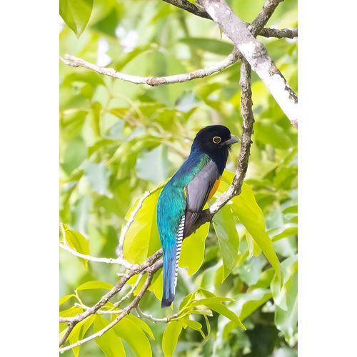 Norring, Tom 아티스트의 Belize-Central America-Gartered Trogon with iridescent bluish back작품입니다.